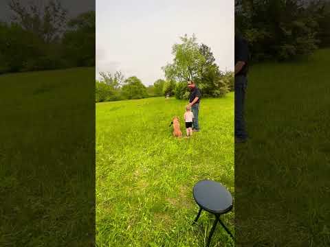 Start em young! Huge shoutout to WobblyRiver Retrievers for this. #retriever #duckdog #dogs