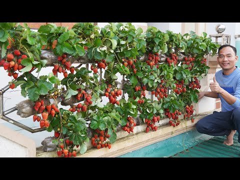 Turn Your Balcony Into A Delicious, Fruit-Filled Strawberry Paradise