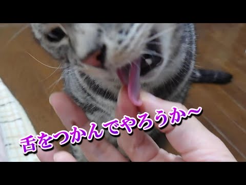 猫の舌ってどんなかな（アメリカンショートヘア）