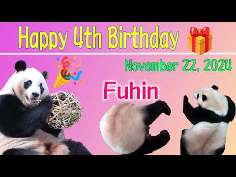 【Happy 4th birthday Fuhin】スクスク大暴れお転婆成長記録 楓浜物語 4歳誕生日によせて