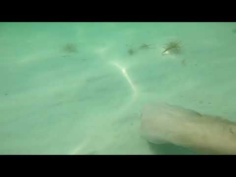 My trip to Florida 2020 part 4 snorkeling with my go pro 🤿