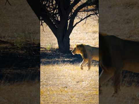 Lion King meets Namibia 🦁 #helivesinyou