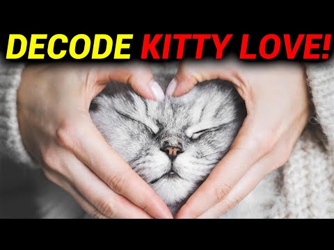 10 Secret ways To Tell Your Cat You Love Them