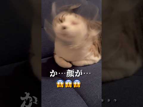 か…顔が… #ねこ動画 #cat #保護猫 #子どもと猫 #エリザベスカラー #ブルブル