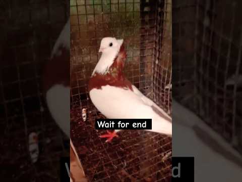 Fancy kabutar fancy 😘 #pigeon #shortvideo #shorts #viralvideo