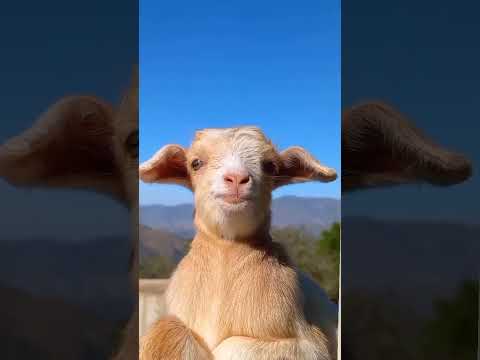 Cute Goat's Baby 🤱 |#shorts #goat #viral