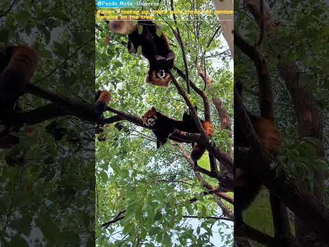 一抬头，树上挂了三只小熊猫 When I looked up, there were three red pandas hanging on the tree. #panda #redpanda