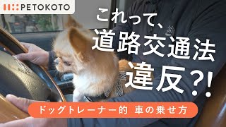 愛犬と車でドライブ時の注意点やマナーをドッグトレーナーが解説！（犬とお出かけ / 犬のしつけ / 犬と旅行）