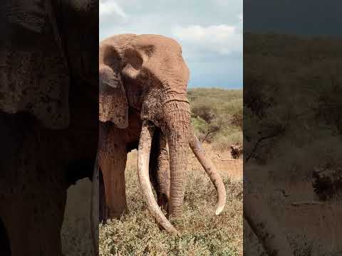 Meet Craig the Tusker Elephant of Amboseli National Park in Kenya!