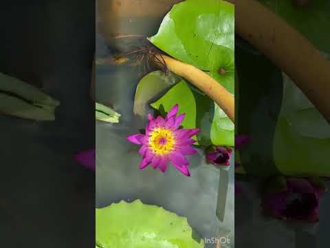 ഇന്നത്തെ സുന്ദരികൾ #malayalam #trending #ytshorts #youtube #gardening #youtubevideos