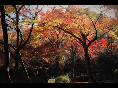 2022年 紅葉の見納め / Autumn Leaves