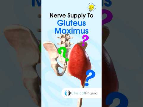 Gluteus Maximus Nerve Supply #physicaltherapy #physiotherapy #anatomy #gluteusmaximus