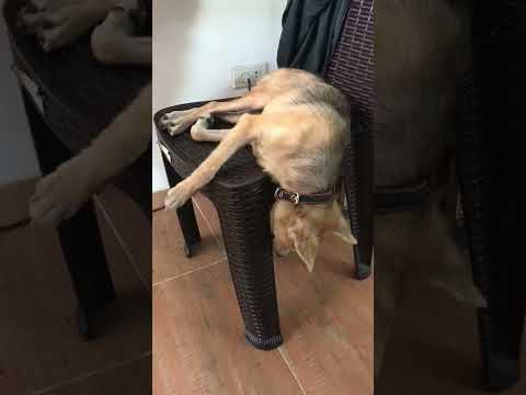 This dog has a unique napping position #dogsofyoutube #dogslifeshorts #dogslife #dog #doglover