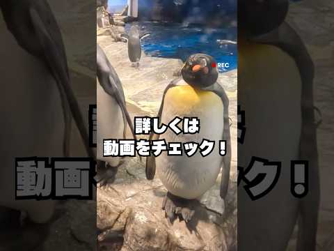 しものせき海響館🐬🐧🪼🐠へ行ってきました‼️　福☺️がつまった水族館！？フグ🐡たちに会いに行こう🎉#shorts #海響館 #水族館 #下関 #旅行vlog