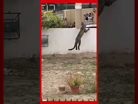 Leopard entered at DHA Phase 2 sector A&D Islamabad and injured a Security Guard #leopard #Dha