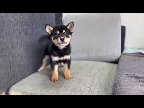 Black & Tan Shiba Inu - Karter