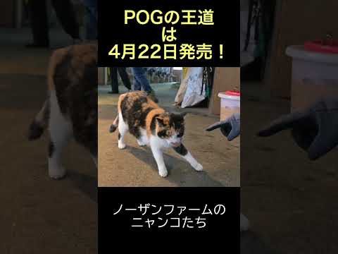 【POGの王道】ノーザンファームのニャンコたち #POGの王道 #ネコ