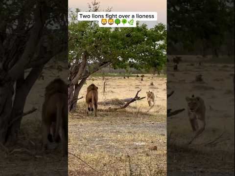 Two lions fight over a lioness 🦁🦁🌳🍀🌿 #lion #lioness #wildlife #animals #animalfacts #youtube