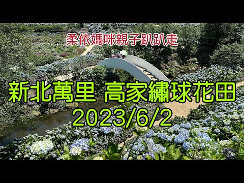 新北萬里 高家繡球花田 2023/6/2