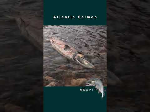 Atlantic Salmon - Amazing Lifecycle | Fun Animal Facts