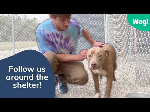 Inside the World of a Shelter Volunteer | Wag!