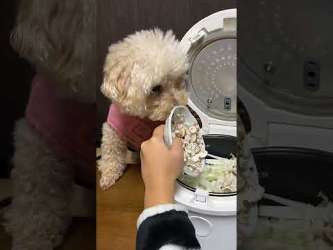 炊飯器で犬のご飯つくる #shorts #といぷーどる #犬のごはん #炊飯器