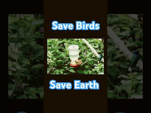 Save Birds || Save Earth || #birds #shorts #shortvideo #ytshorts #youtubeshorts #plants #earth