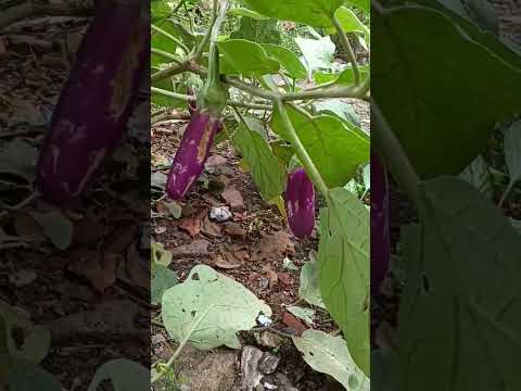 Brinjal Plant