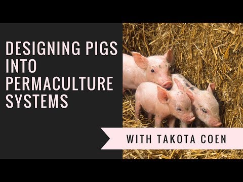 Using Permaculture Principles to Design Pigs Into Your System  With Takota Coen