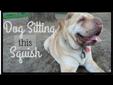 Where Does My Dog Go When I Dog Sit? | Sofia the Sharpei