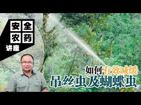 【Baba安全农药讲座】如何有效减缓吊丝虫及蝴蝶虫 | 再也不怕农作物被咬到千疮百孔，甚至产量严重下降！| 吊丝虫和蝴蝶虫防治