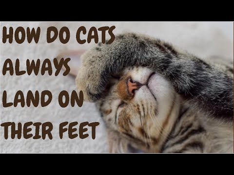 How Do Cats Always Land On Their Feet