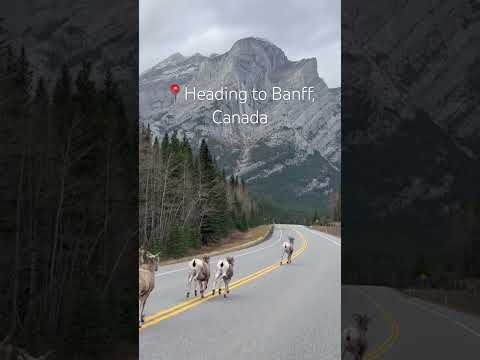 Adventure to Banff #travel #manifestation #travelvlog #canada #canadalife #followyourdreams #shorts