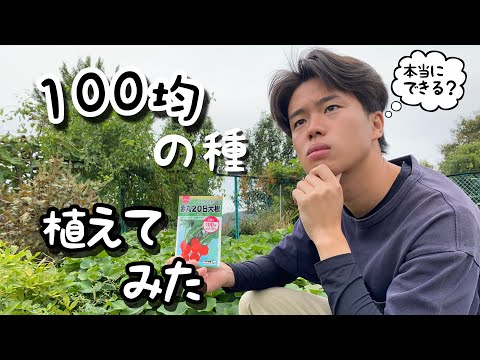 【ダイソー】100均の野菜の種って実際どうなの？#二十日大根