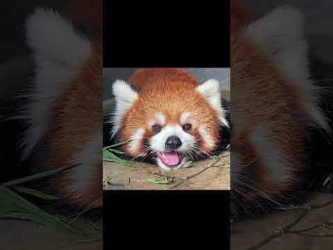 My favorite PapaNeng is now online, the red panda Lulu