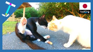 Love stray cats(kucing)| Nose greeeting Cats | Sony α7S3 | Impressed Cat Video