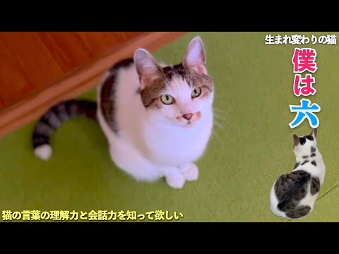 おしゃべり猫の六。言葉を理解している愛猫との会話にゴシゴシが大好きな愛猫 | [生まれ変わりの猫] 六