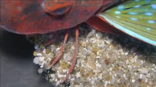 【名古屋港水族館】ホウボウ足捌き