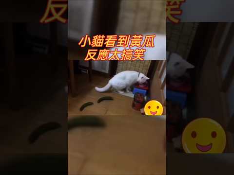 小貓看到黃瓜起飛了! #cat #可愛 #貓 #貓咪 #短片 #貓主子 #貓奴 #萌系 #萌寵 #療癒 #可愛動物 #治癒小貓 #lovely #kitten #搞笑影片 #搞笑動物