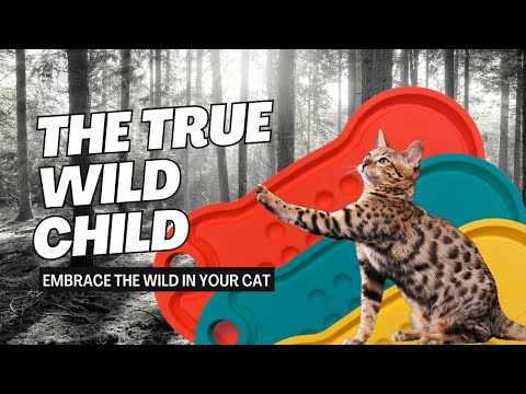 "The True Wild Child" with Carol Smeja of Mine Pet Platter | Two Crazy Cat Ladies