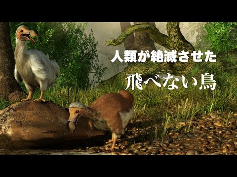 【絶滅動物図鑑】飛べない鳥ドードーはなぜ絶滅した？