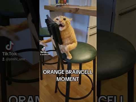 something is wrong with my car#cats #meme #igomeow #cat #catmeme #funnycat #lol #lmao #orangecat