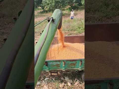 #viralvideo #cornharvesting #indianfarmer #farminginindia #farmerlife #farmer #harvesting #shots