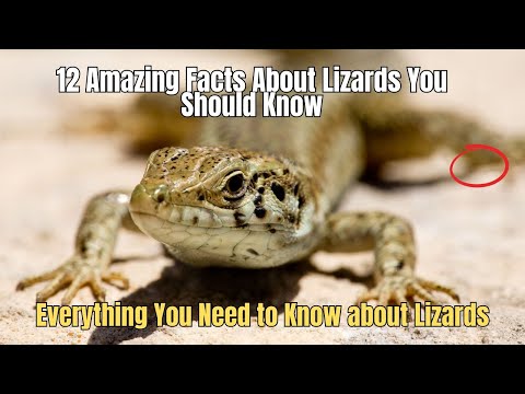 ❗12 Amazing Facts About Lizards You Should Know 🦎