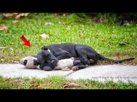 Stray Dog Takes Comfort In Discarded Stuffed Toy