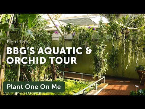 Tour Brooklyn Botanic Garden's AQUATIC & ORCHID House