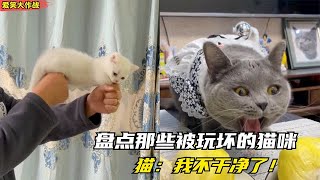 爆笑：盘点那些被玩坏的猫咪，猫：我不是人，但你们是真的狗！