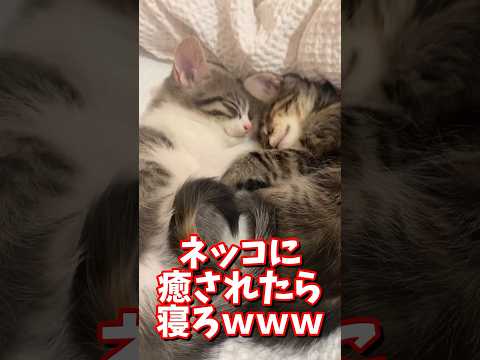 ネッコの動画で癒されたら寝ろｗｗｗ　#2ch #2ch動物スレ #2ch面白いスレ #動物 #犬 #猫 #癒やし #ねこ