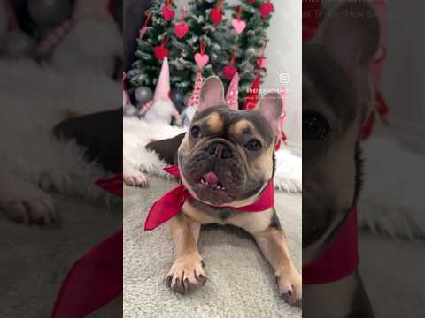 French Bulldog Puppy Love | Frenchie Trekker TV #Dog #Shorts