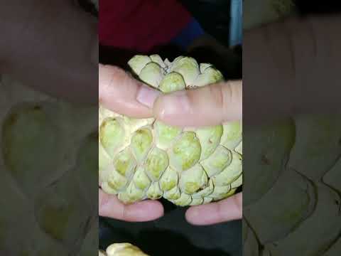 Benefits of Custard apple#custardapple #custard #healthyfood #shots #tranding #viralshort